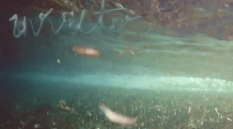 UVVUTV: Νέο EP και live